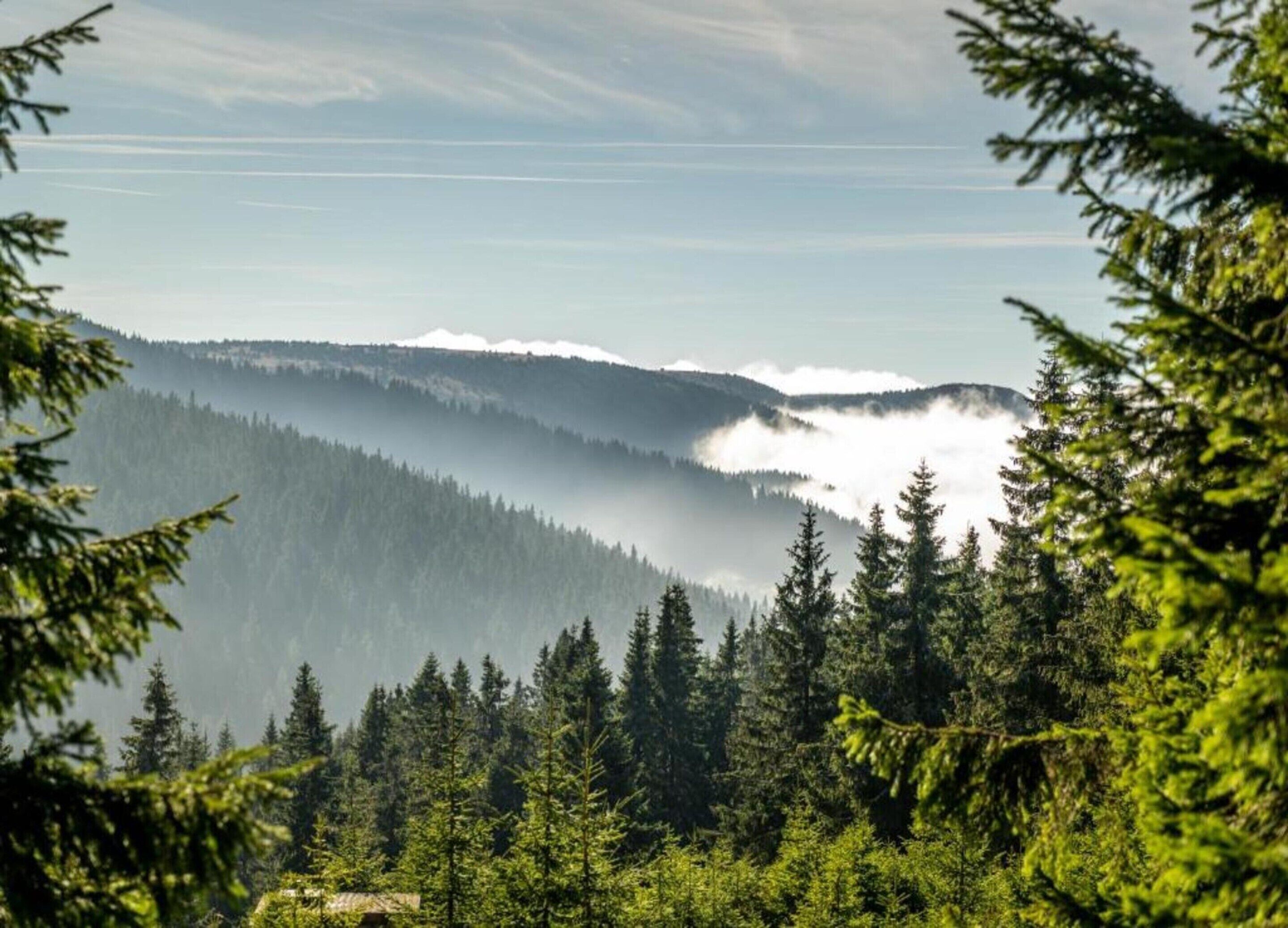 A forested mountain landscape with dense evergreen trees and a visible mist or fog over the hills.