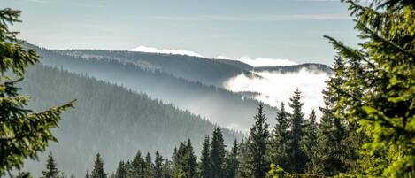 A forested mountain landscape with dense evergreen trees and a visible mist or fog over the hills.