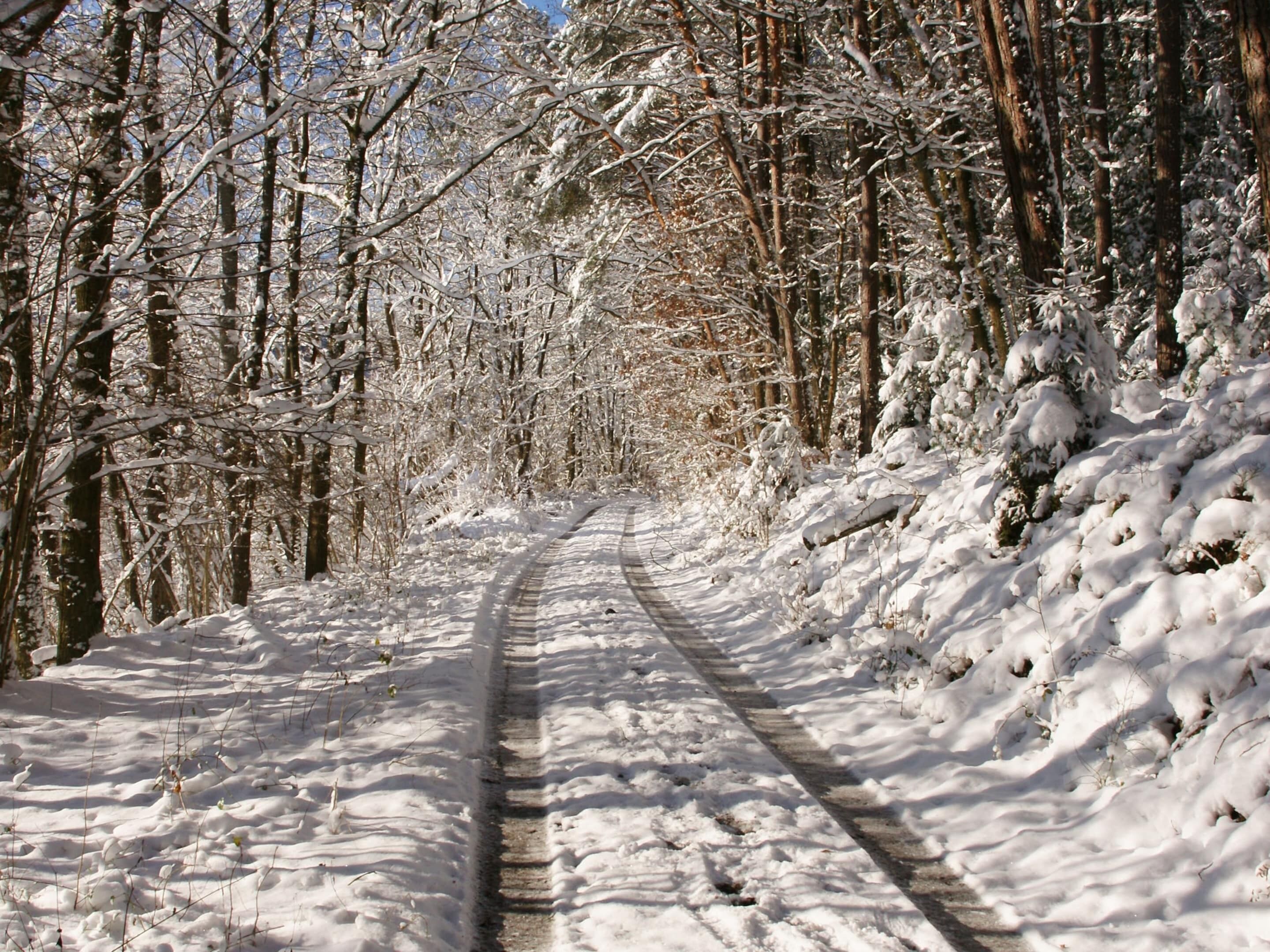 A snow-covered path in a forest.