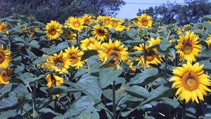Unclassified image, 2 of 31, button - Delicious Holiday Castle Park With Swimming Pool, Golf, Tennis and Restaurant (Lombez)