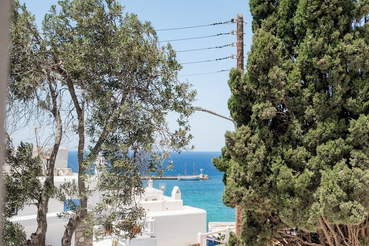 A coastal view with a white building, a bench, and a large tree.