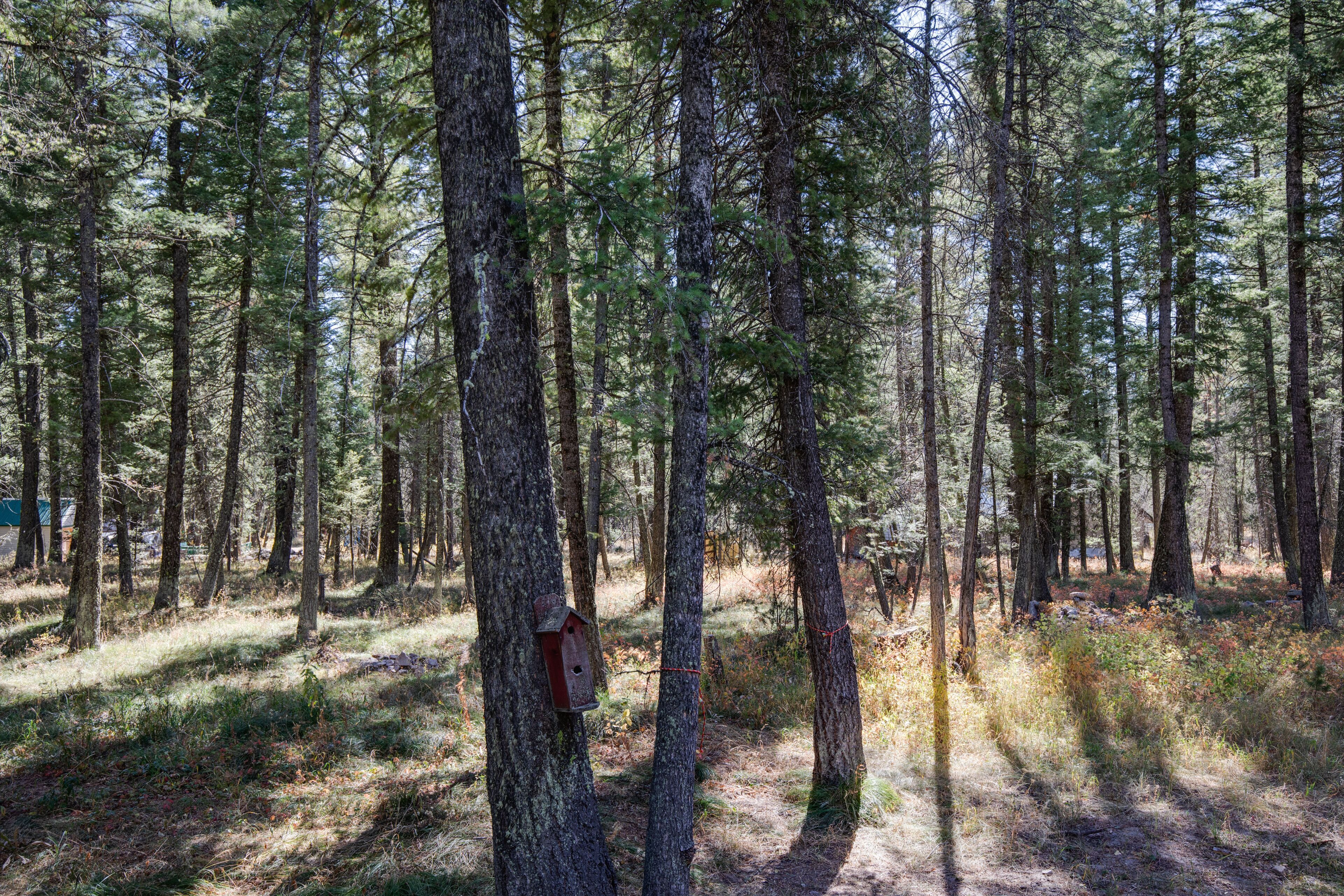 A dense forest with tall trees and a birdhouse attached to one of the trunks.