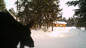 A cabin surrounded by snow-covered trees. - True Grit Adventure (Island Park)