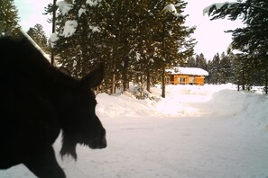 Hunting - True Grit Adventure (Island Park)