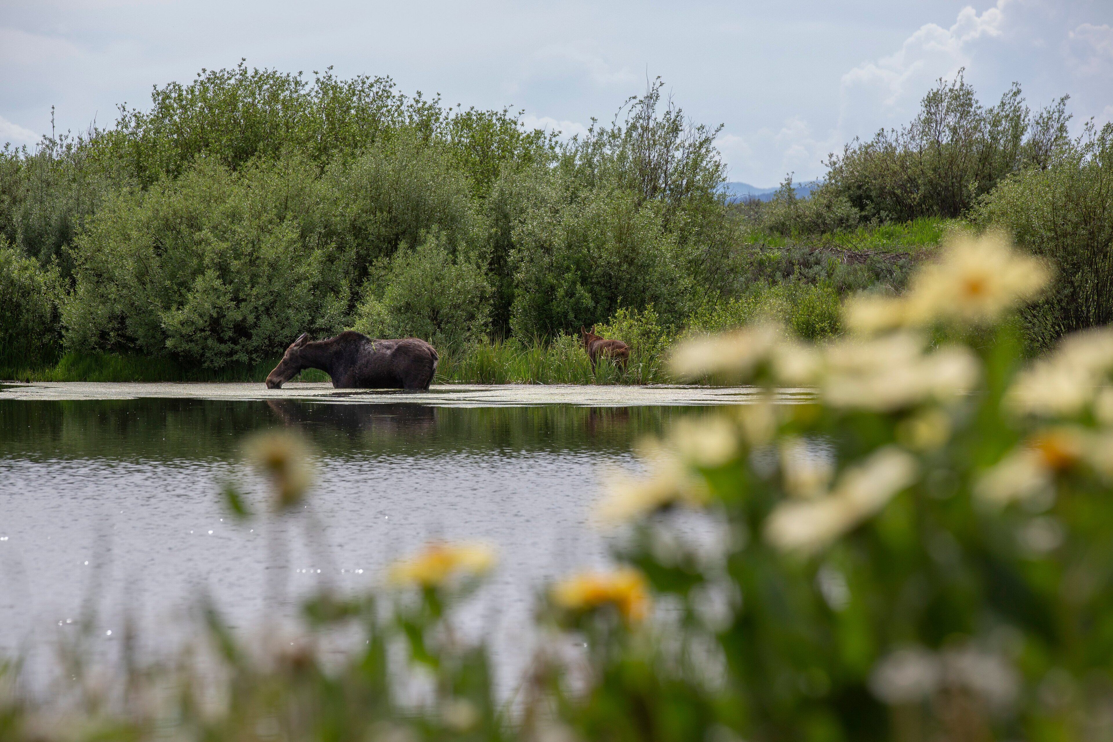 A moose by a calm body of water with dense greenery in the background.