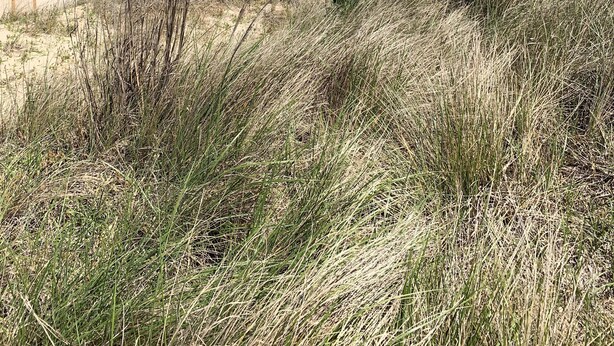 A beach with a wooden fence and grassy dunes. - Beach Side Studio #5 - Pet Friendly, WiFi, Off-Street Parking, Large Smart TV (Norfolk)