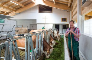 A barn interior with cows in feeding stalls, a man standing by, and a cross on the wall.
