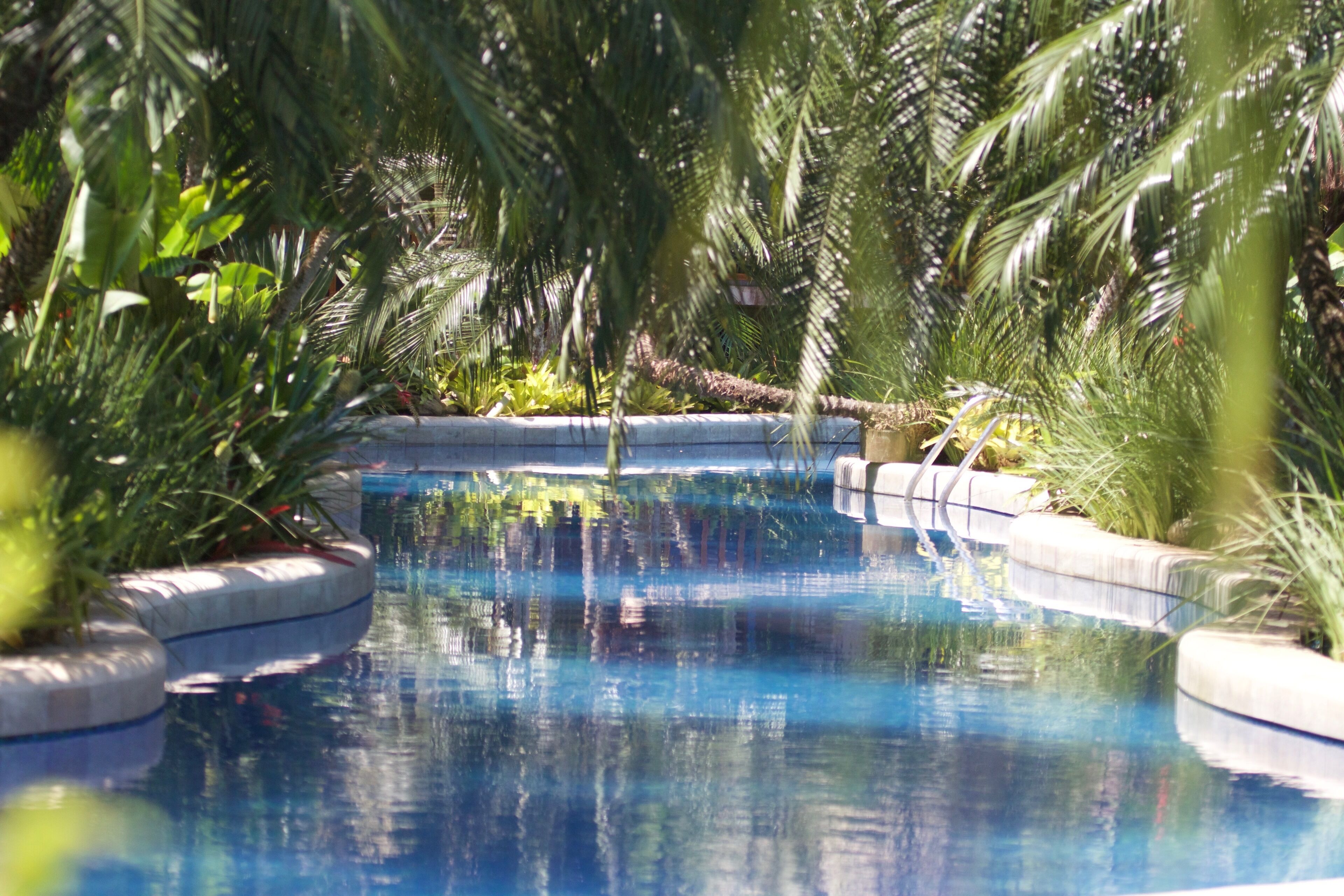 Una piscina de diseño curvo, rodeada de abundante vegetación y palmeras.