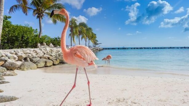A beach with a flamingo and palm trees. - Ocean Front Property - Villa 1 Aruba (Savaneta)