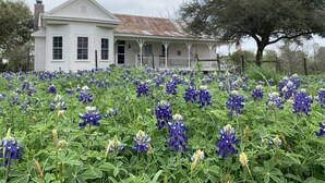 A white house with a porch and a field of blue flowers in front. - Country Farmhouse close to Texas A&M, wedding venues, & wineries! (Navasota)