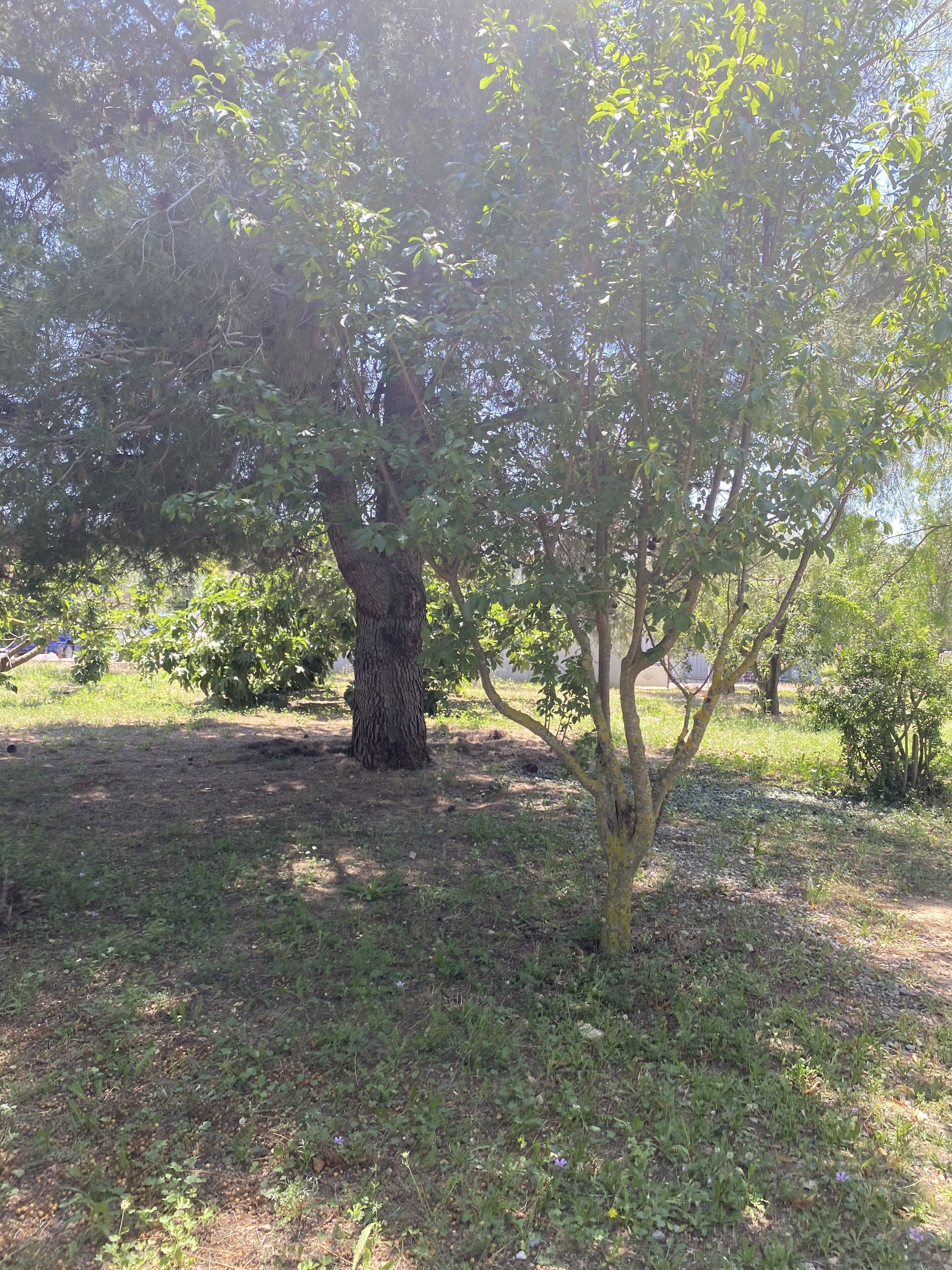 Un arbre dans une zone herbeuse, sous un ciel dégagé.