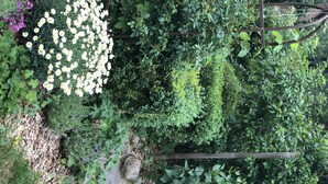 Un jardín con diversas plantas y flores, incluyendo flores blancas y púrpuras, y una valla de madera.