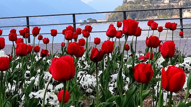 A garden with red and white tulips in front of a railing overlooking a body of water and mountains. - Casa Patricia - Como historic center, lakefront (Como)