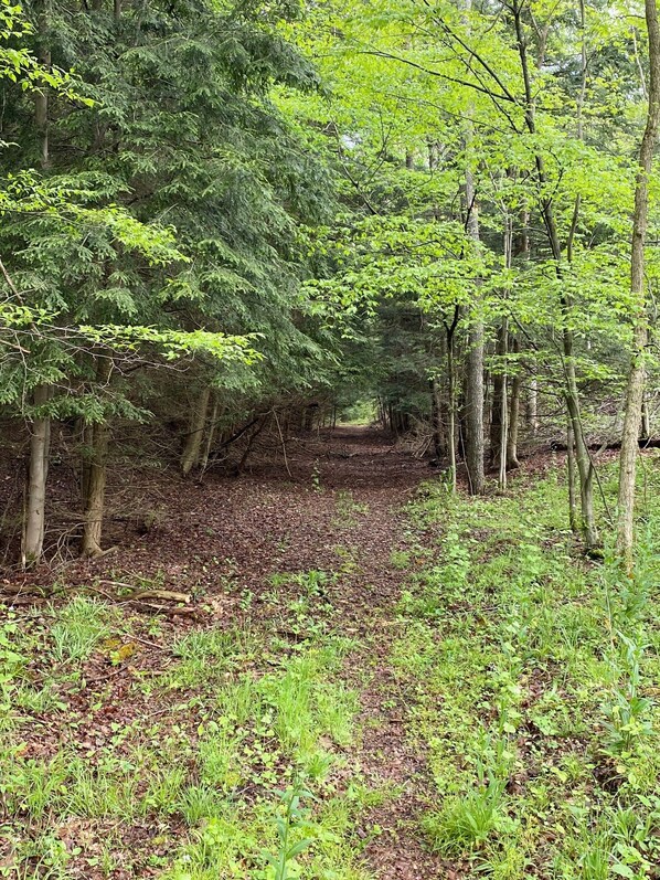 A forested area with a dirt path.