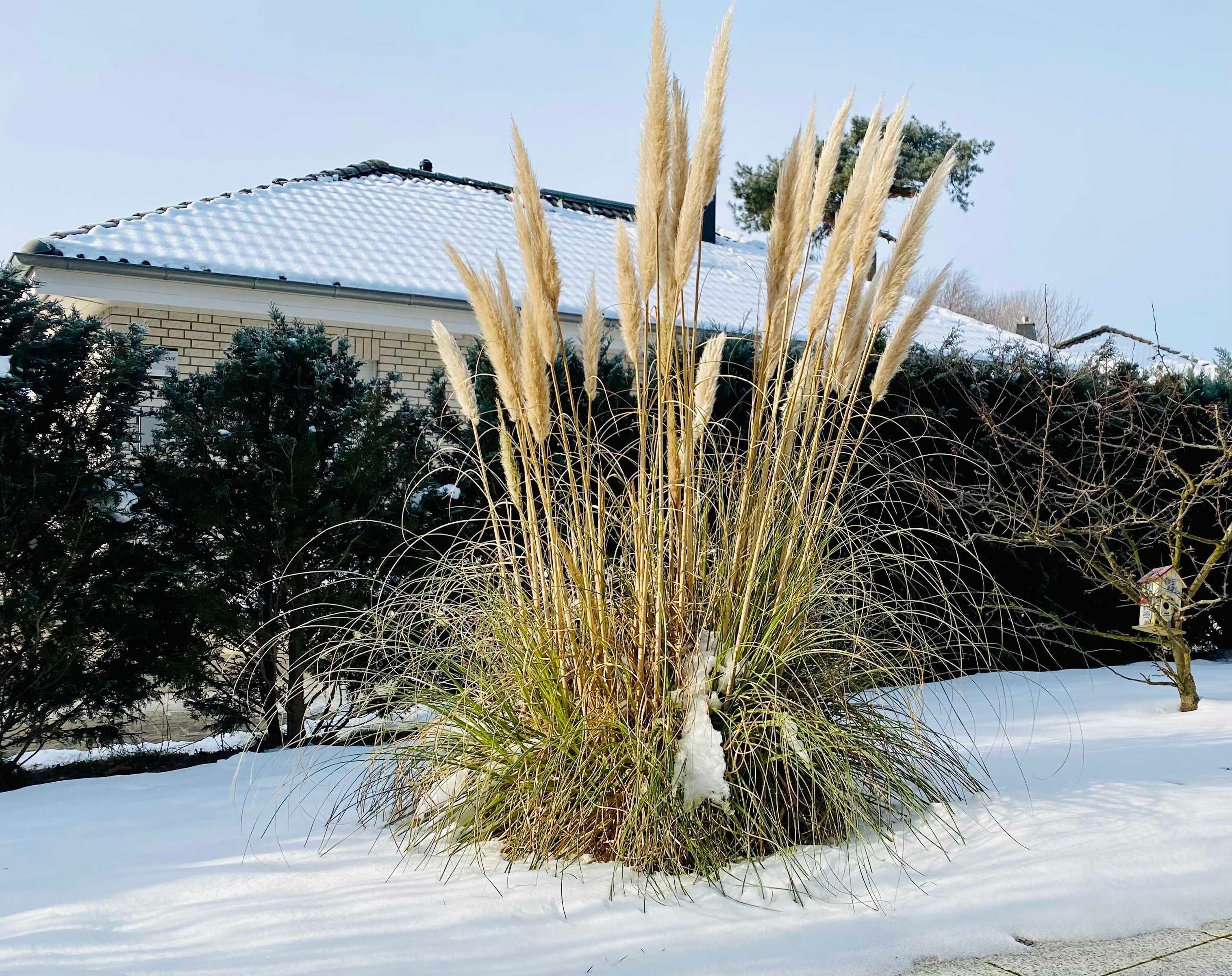 Un jardín cubierto de nieve con hierbas altas y una casa al fondo.