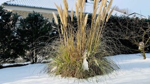 Un jardín cubierto de nieve con hierbas altas y una casa al fondo.