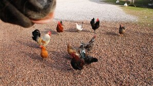 Un grupo de gallinas sobre una superficie de grava, con un tractor y equipo agrícola al fondo.