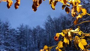 Un paysage enneigé avec une clôture en bois et des arbres sans feuilles, le tout se détachant sur un ciel bleu clair.