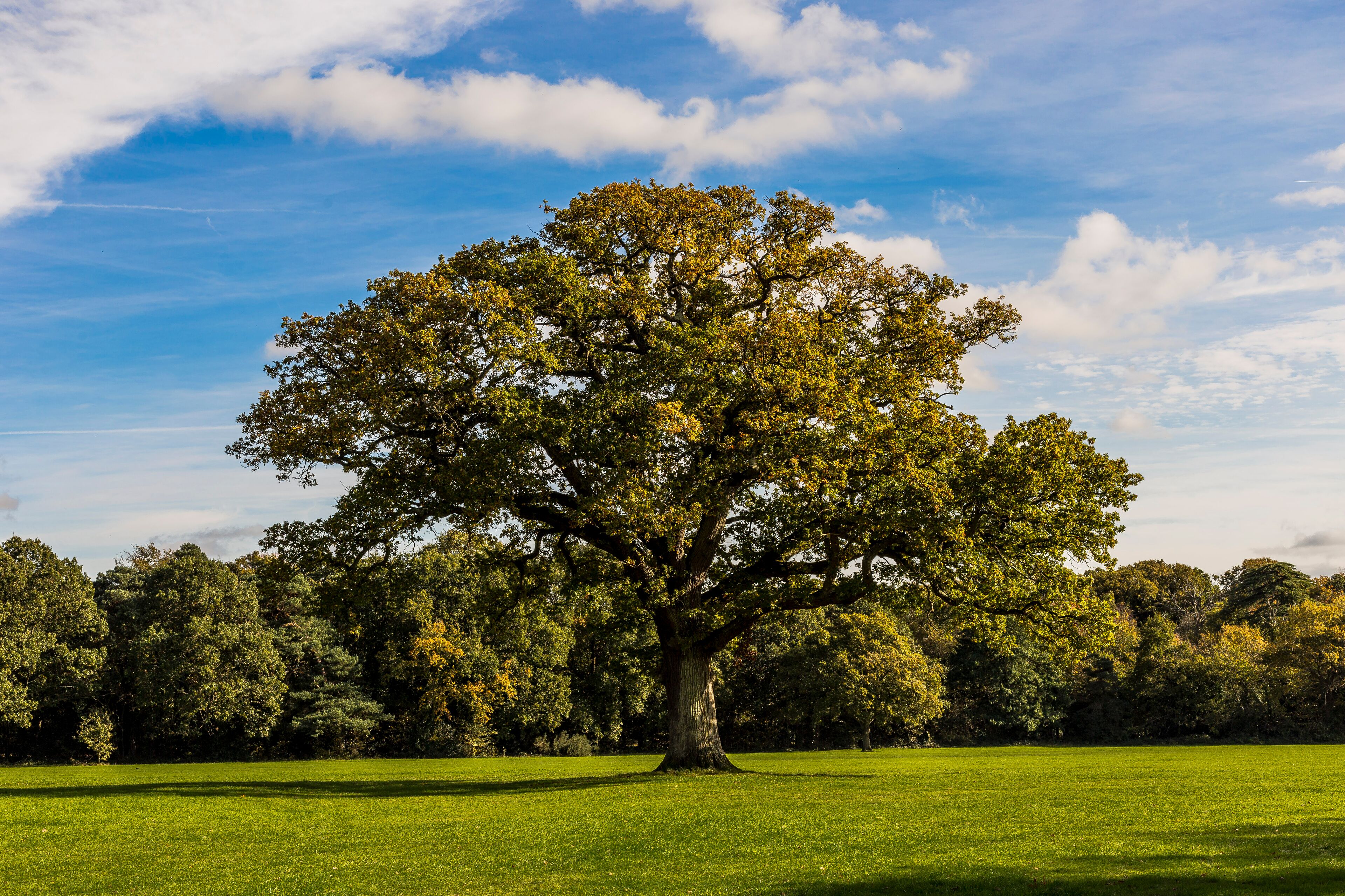Un gran árbol en un campo cubierto de hierba con un cielo despejado.