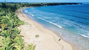 A beach with palm trees and a clear blue sky.