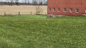 A red building with multiple windows, surrounded by a grassy field with yellow flowers, and a distant field in the background. - Have a Summer Holiday in Country Farmhouse (Schoolcraft)