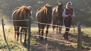 Fitness facility - Gite Bordered Along a 14th Century Farmstead, With Horses and a Nearby Lake (Cerilly)