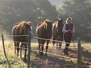 Fitness facility - Gite Bordered Along a 14th Century Farmstead, With Horses and a Nearby Lake (Cerilly)