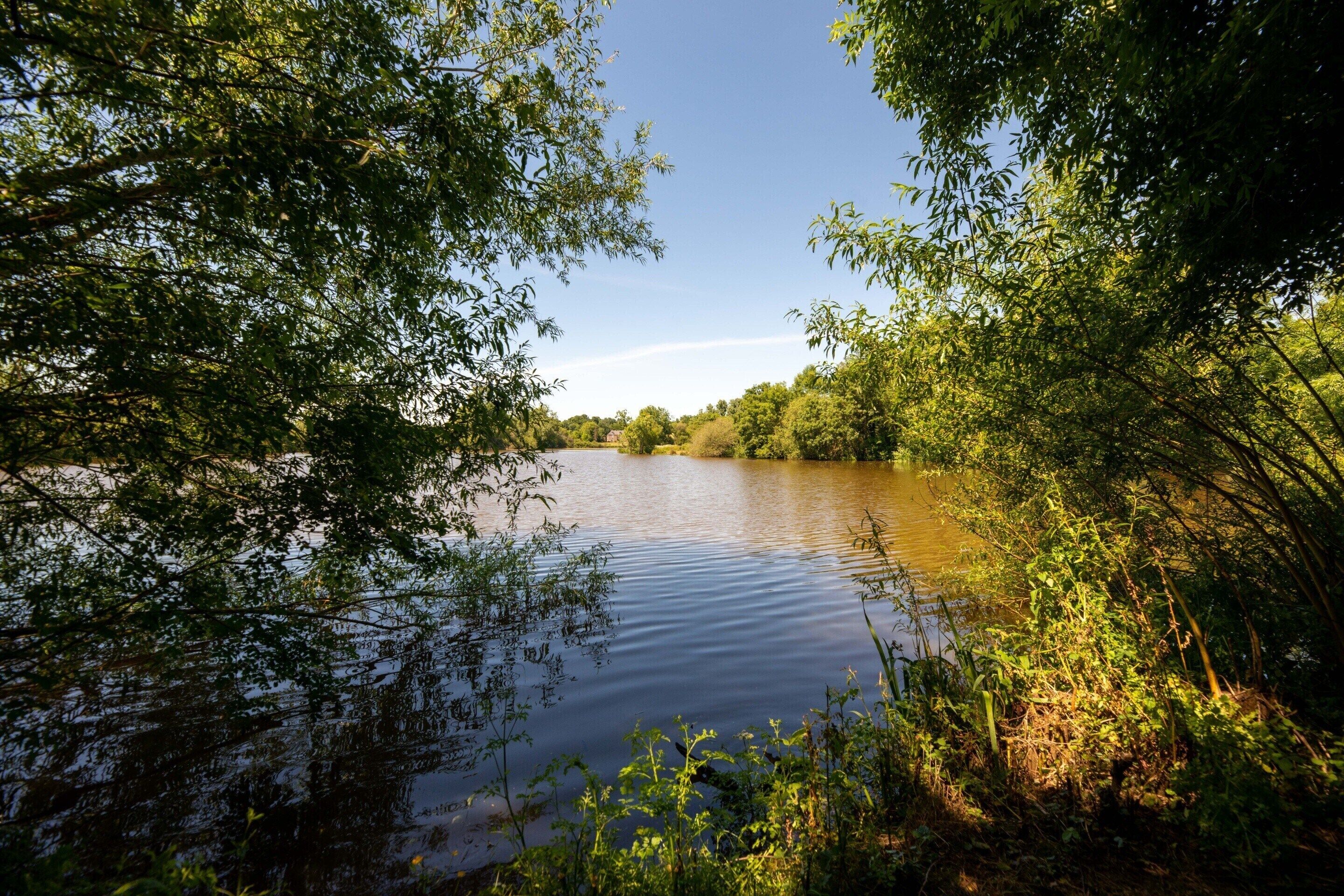 A river surrounded by dense foliage.