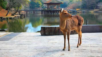 A deer standing on a stone platform by a calm lake with a traditional pavilion in the background.