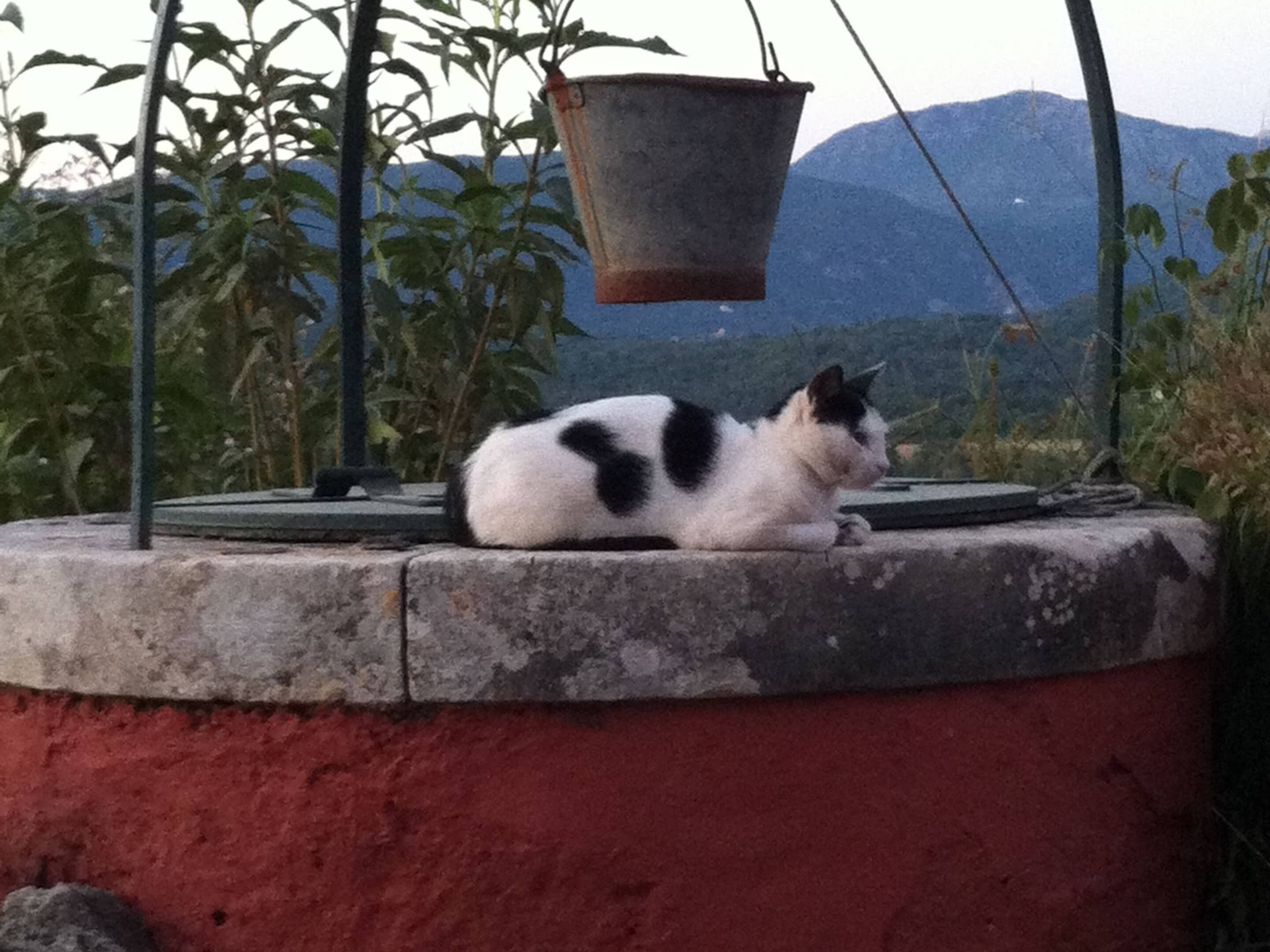 Eine schwarz-weiße Katze sitzt auf einer Betonplatte, über ihr hängt ein Metallkübel.