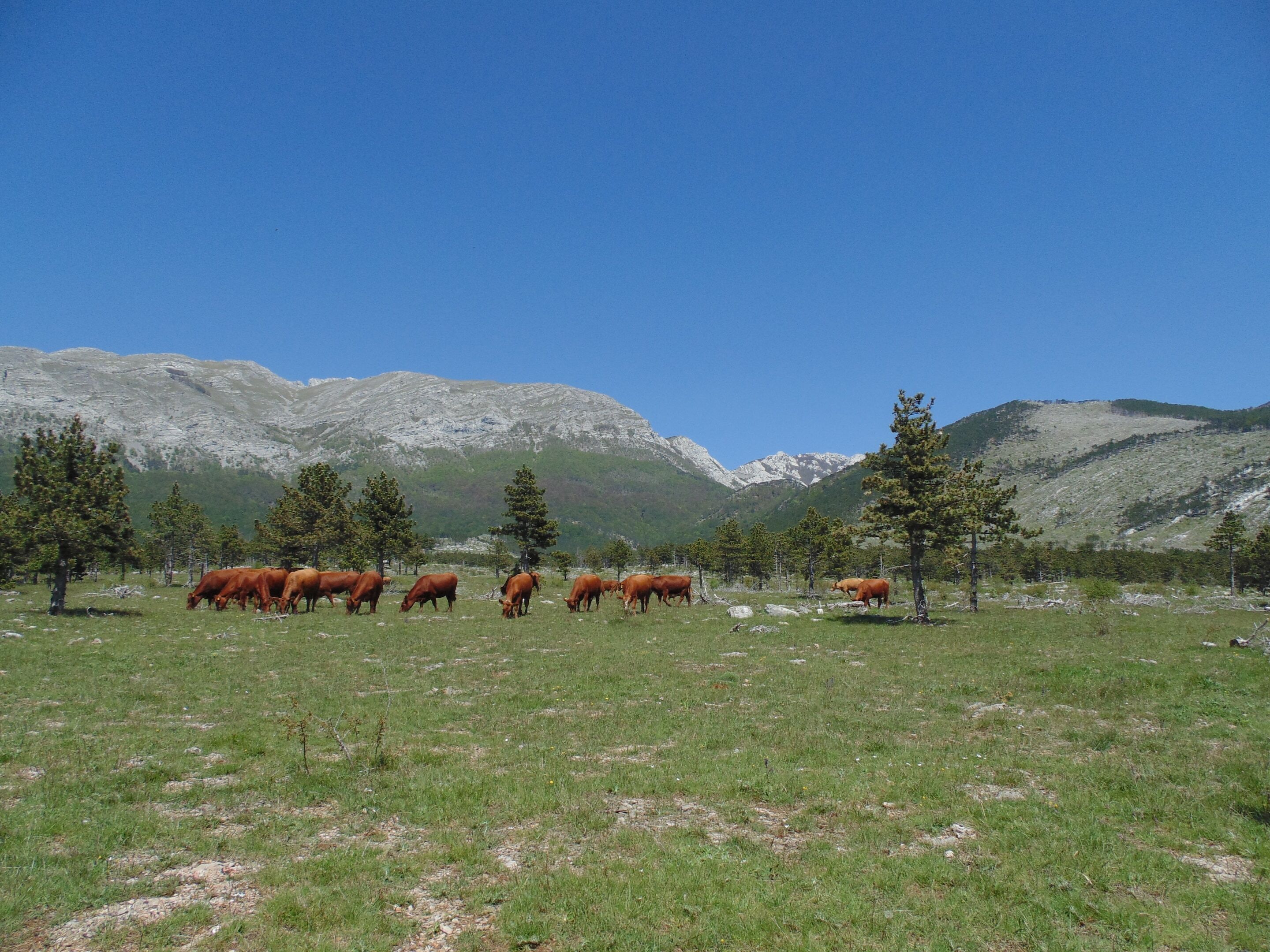 A mountainous landscape with grazing cattle and scattered trees.