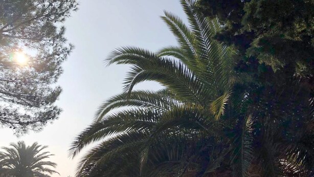 A view of a palm tree with a clear sky and sunlight filtering through. - Spacious Apartment in Novalja near Sea (Novalja)