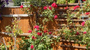 A garden with a wooden trellis and red roses. - Cherry Palace 3 BD Parking Spaces groups (Cambridge)