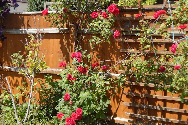 Jardín