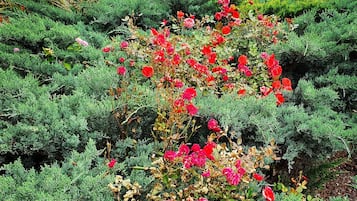 Jardín