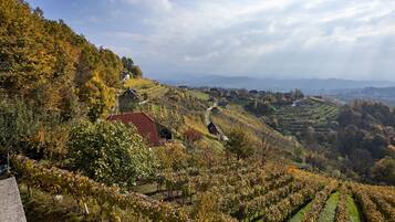 A vineyard landscape with terraced fields and houses.