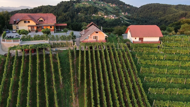Un vignoble avec des rangées de vignes et plusieurs maisons aux toits rouges.