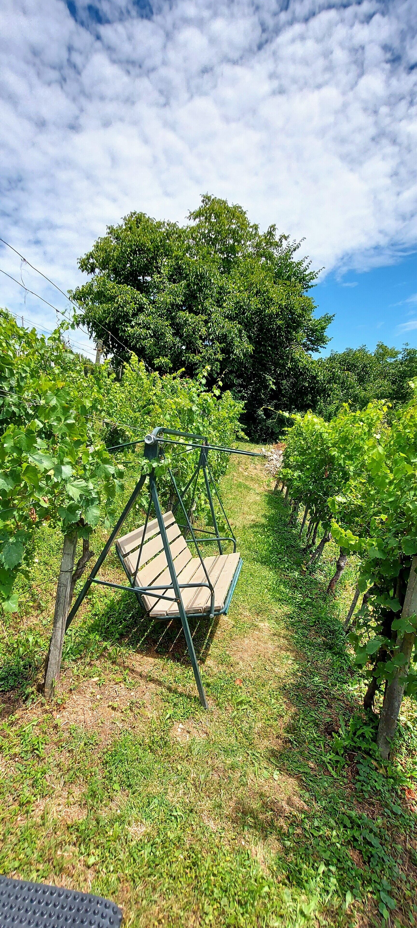 Un vignoble avec des rangées de vignes et une balançoire au centre.