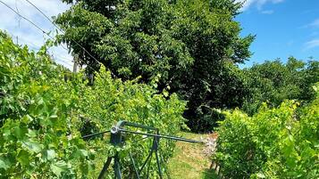 Un vignoble avec des rangées de vignes et une balançoire au centre.