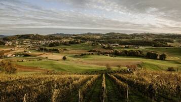A vineyard landscape with rows of grapevines, a small building, and a distant town.