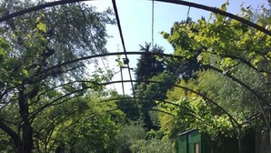 A greenhouse with a metal frame structure, surrounded by trees and grass. - Villa Rossa Dependance Lake Garda Bardolino-Cavaion (Dependance) (Cavaion Veronese)