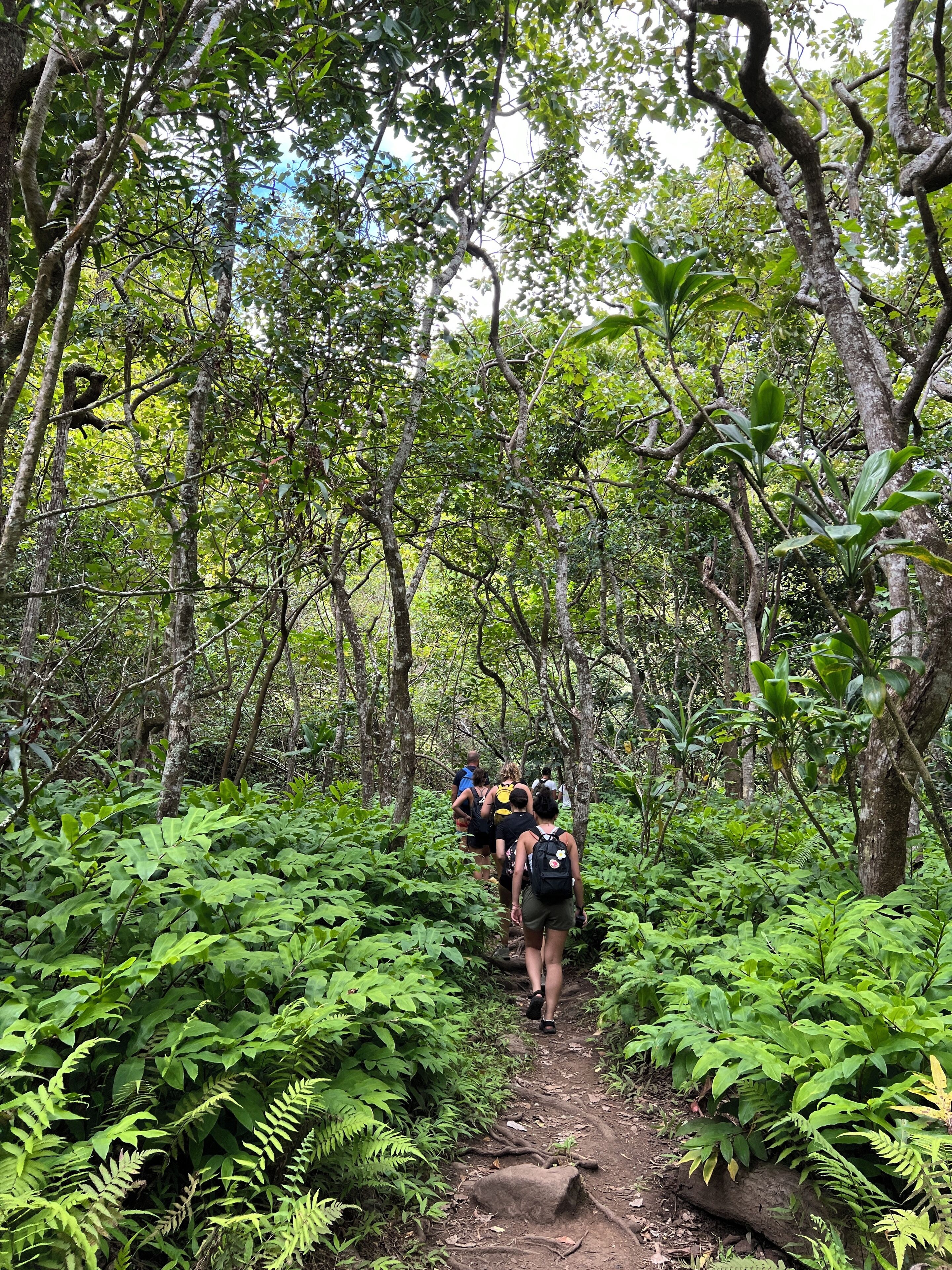 A group of people hiking on a forest trail surrounded by dense green foliage.