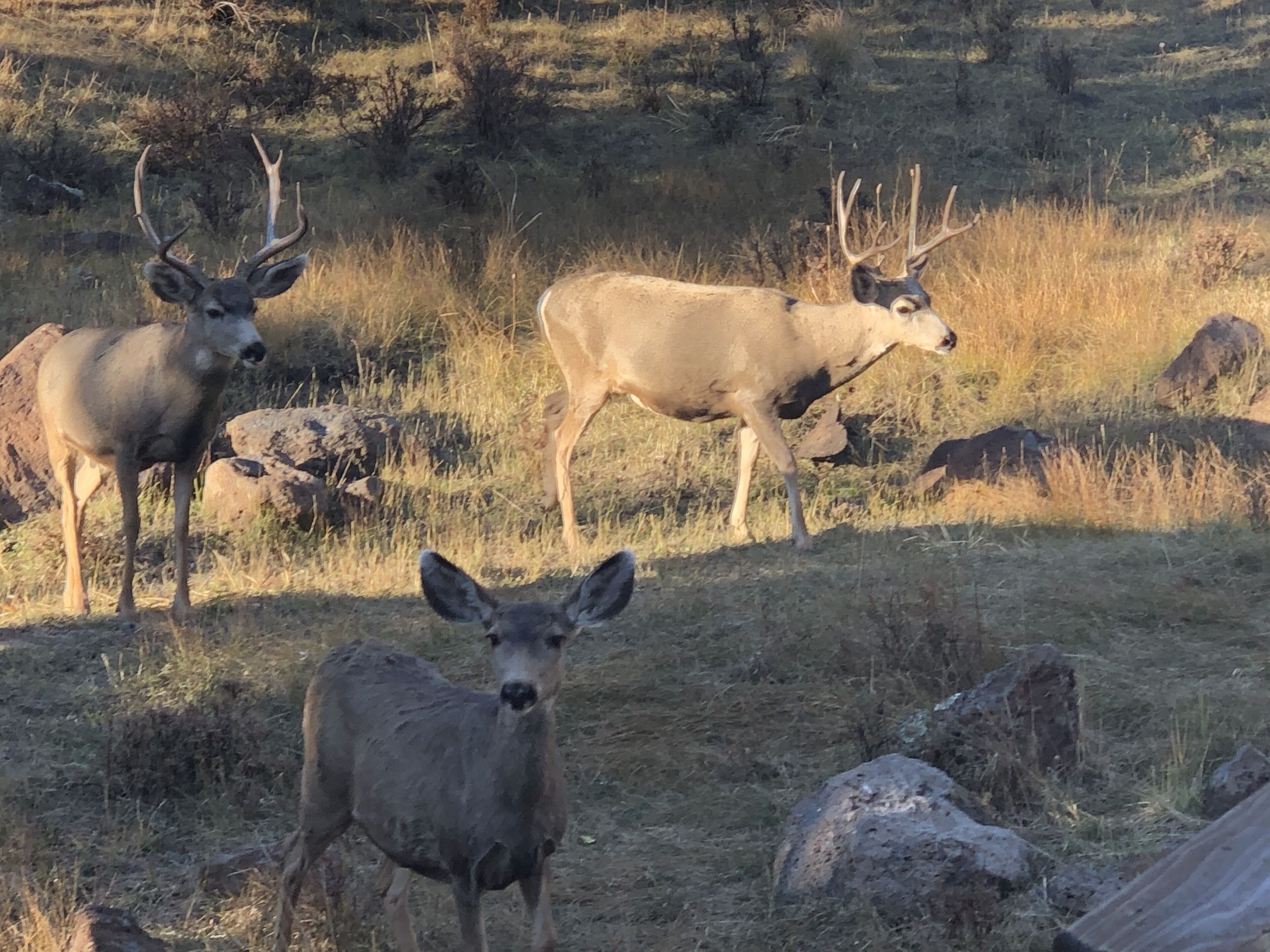 Three deer in a natural setting with rocks and grass.