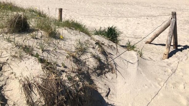 A sandy beach with a wooden fence and sparse vegetation.