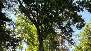 Zona residencial amb un camí de pedra, una estructura de fusta i una casa amb un pati tancat.