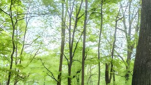 Puinen terassi, jossa on kaksi tuolia ja pöytä, ja josta avautuu näkymä metsäiselle alueelle.