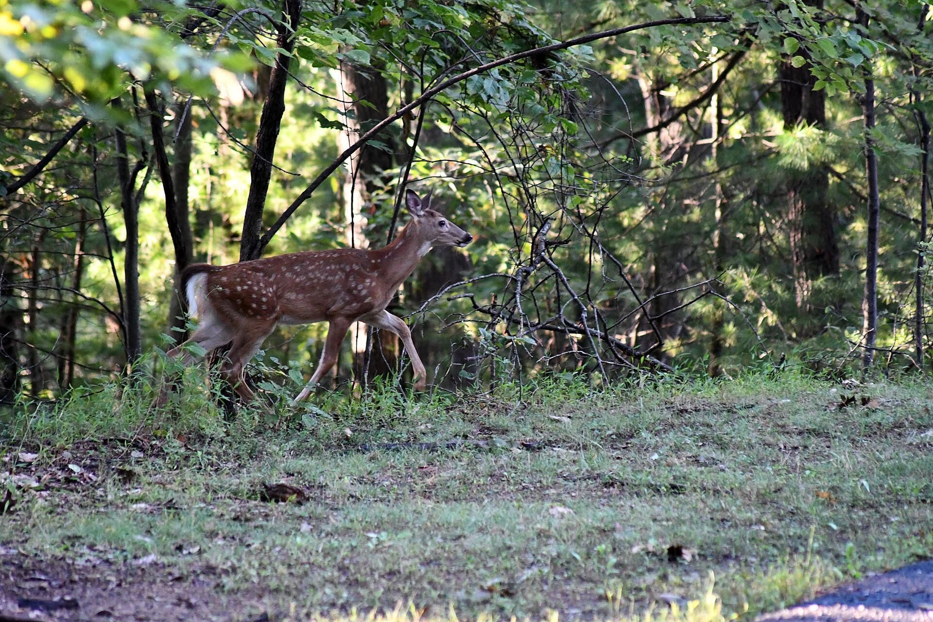 Un cerf dans une zone boisée, caractérisée par une végétation dense et un sous-bois touffu.