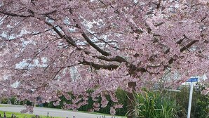A garden with cherry blossoms and lavender plants. - Olive Tree Cottage, Martinborough (Martinborough)