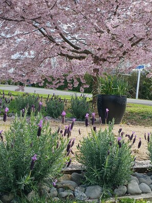 Property grounds - Olive Tree Cottage, Martinborough (Martinborough)