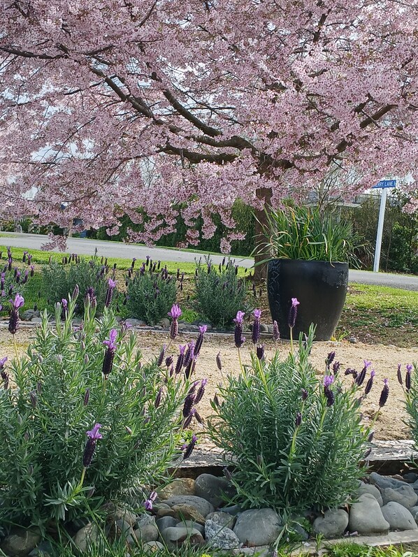 A garden with cherry blossoms and lavender plants. - Olive Tree Cottage, Martinborough (Martinborough)